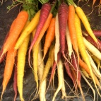 Colourful carrots at Harvest Launceston